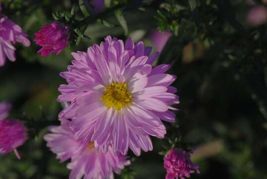 Image of aster