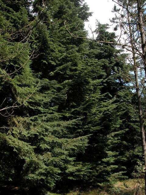 Image of Fir