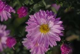 Image of aster