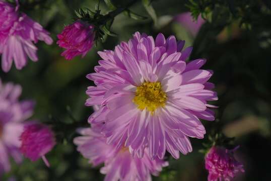 Image of aster