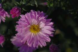 Image of aster