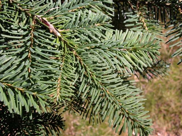 Image of Fir