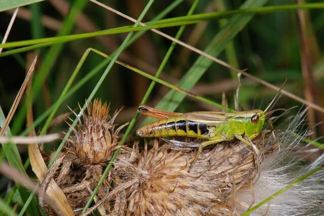 Pseudochorthippus resmi