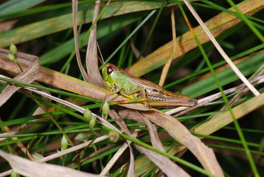 Image of Pseudochorthippus