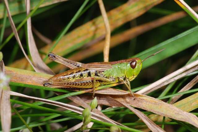 Pseudochorthippus resmi