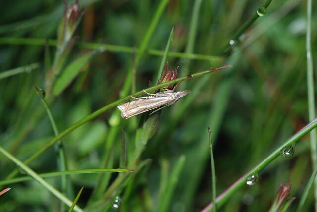 Panarthropoda resmi