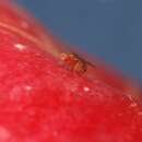 Слика од Винска мушичка