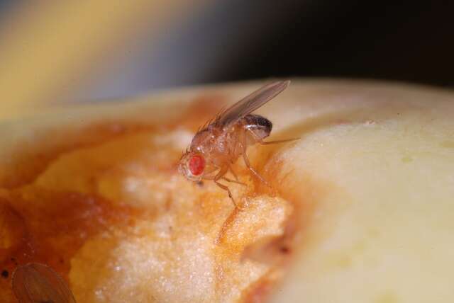 Image of fruit fly