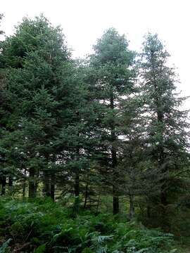 Image of Fir