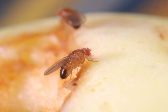 Image of fruit fly