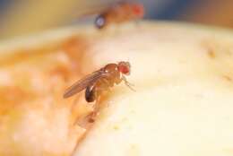 Image of fruit fly