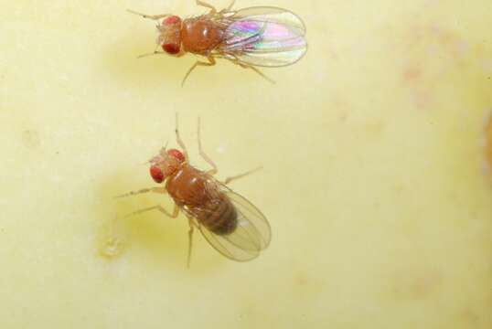 Plancia ëd Drosophila