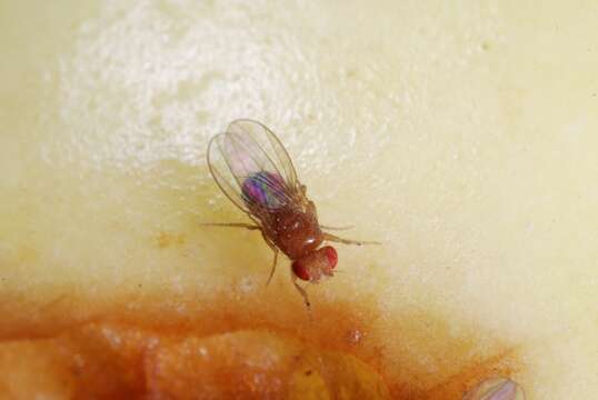 Image of fruit fly