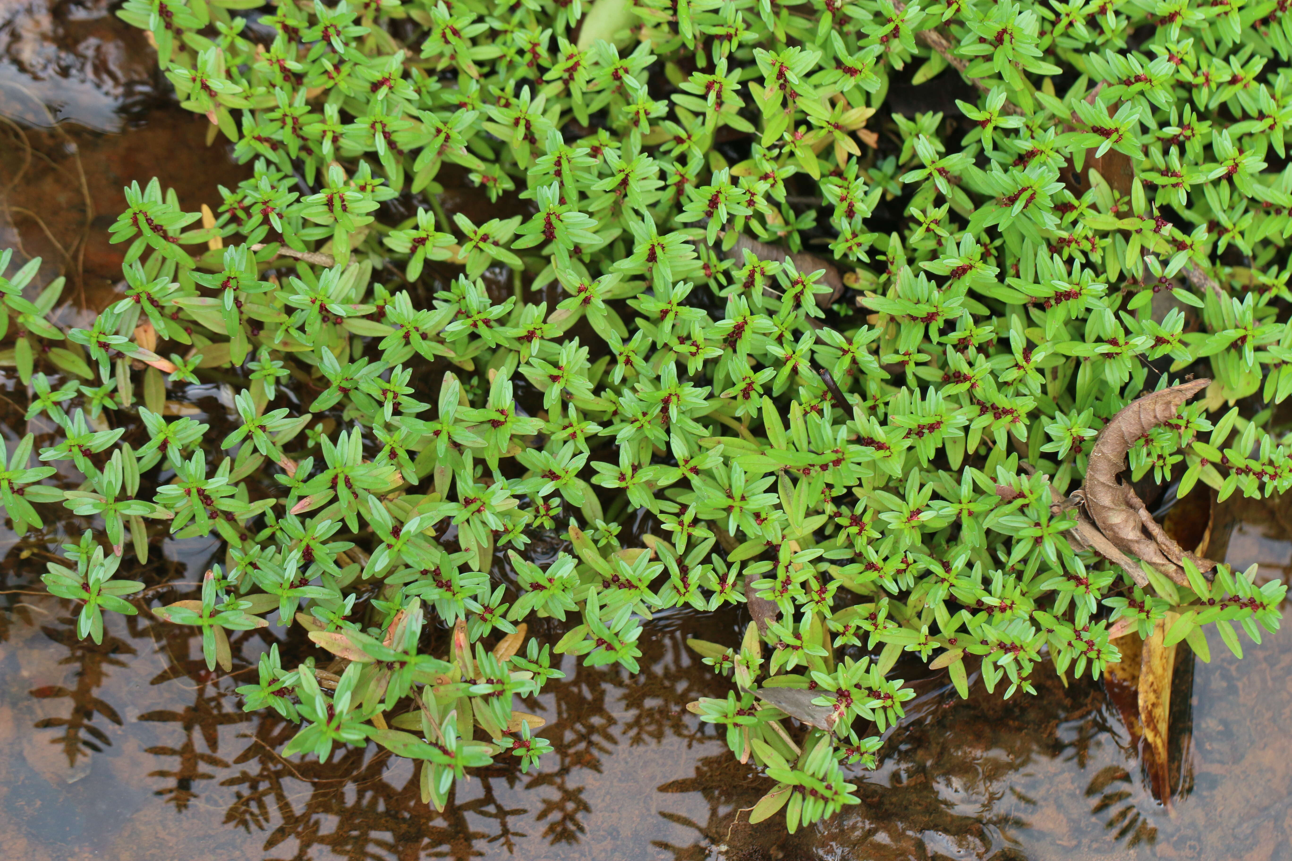 Image of Rotala malampuzhensis R. V. Nair ex C. D. K. Cook