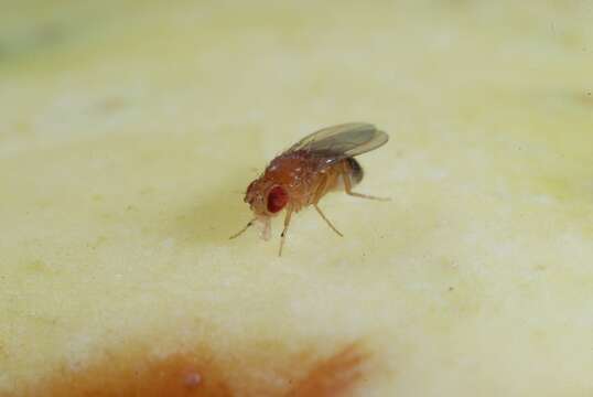 Plancia ëd Drosophila