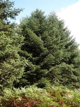 Image of Fir