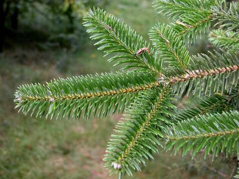 Image of Fir