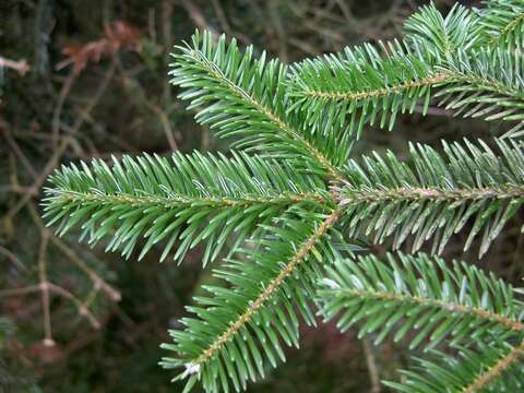 Image of Fir