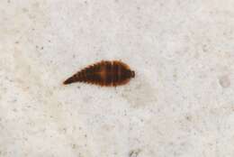 Elmidae resmi