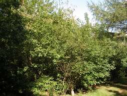 茶条槭的圖片