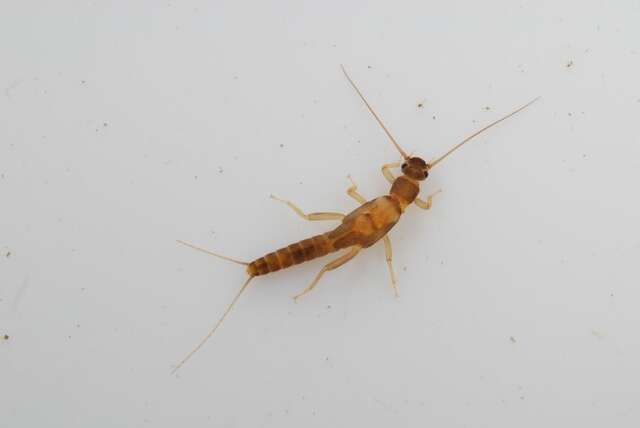 Image of rolled-winged stoneflies