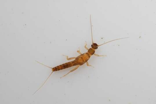 Image of rolled-winged stoneflies