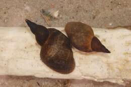 Image of Pond Snails