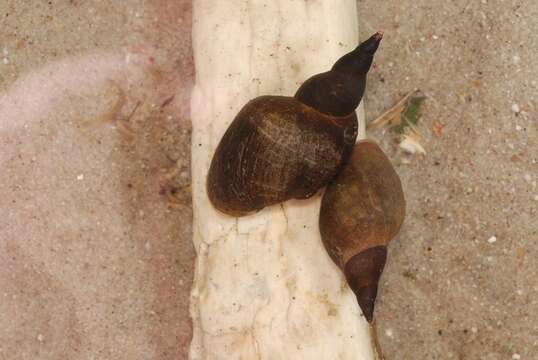 Image of Pond Snails