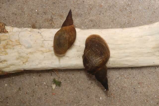 Image of Pond Snails