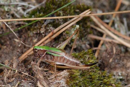 Image of Metrioptera