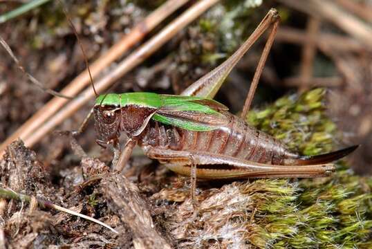 Image of Metrioptera