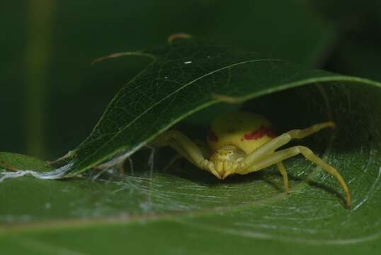 Image of Flower Crab Spiders