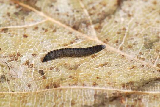 Image of moth flies and sand flies