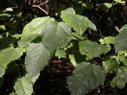 Image of tatarian maple