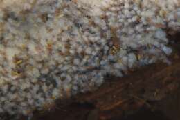 Image of Phylactolaemata