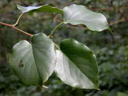 Image of alder