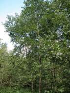 Image of alder