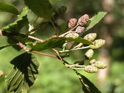 Image of <i>Alnus viridis</i>