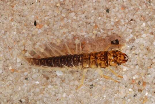 Image of alderflies