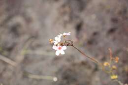 Image of Drosera myriantha Planch.