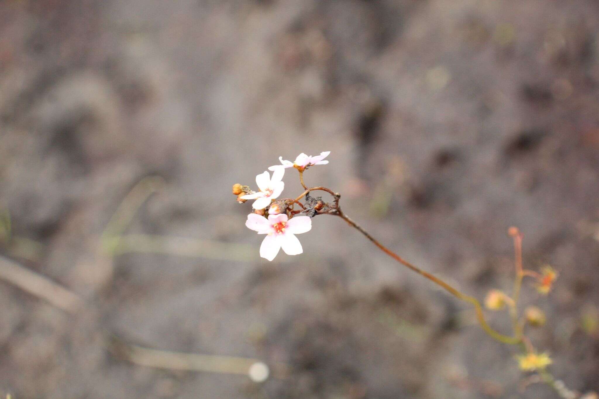 Image of Drosera myriantha Planch.