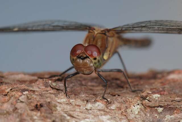 Image of Sympetrum Newman 1833