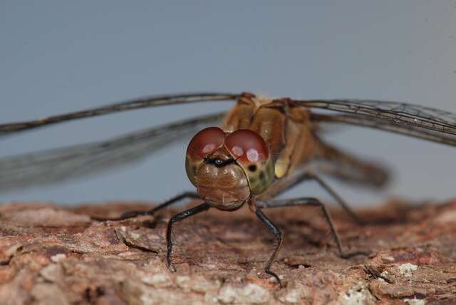 Image of Sympetrum Newman 1833