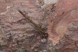 Image of Sympetrum Newman 1833