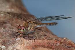 Image of Sympetrum Newman 1833