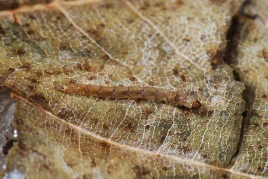 Image of trickle midges