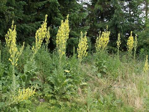 Image of showy mullein