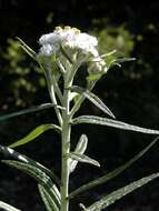 Image of pearly everlasting