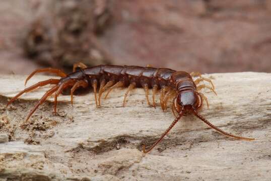 Image of Stone Centipedes