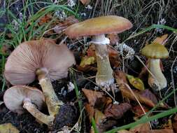 Image of <i>Armillaria lutea</i>